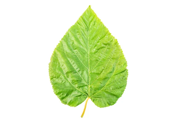 Green Leaf Isolated White Background Nature Simplicity — Stock Photo, Image