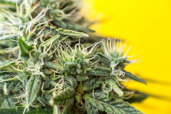 Cannabis Close Macro Plantas Con Flores Hermoso Título Foto Tema — Foto de Stock