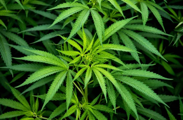 Folhas Maconha Variedades Uma Planta Híbrida Sativa Indica Vegetação Cannabis — Fotografia de Stock