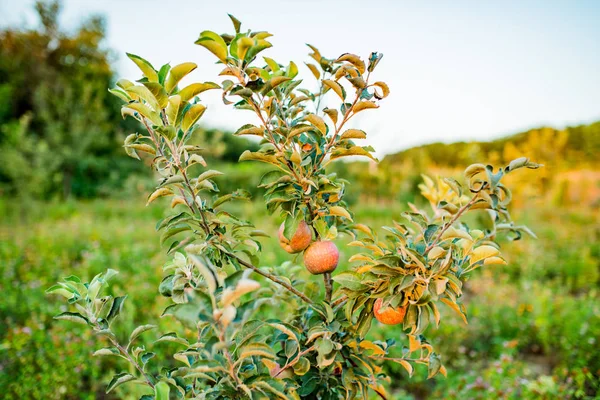 Măr Într Grădină Tânără Prima Recoltă — Fotografie, imagine de stoc