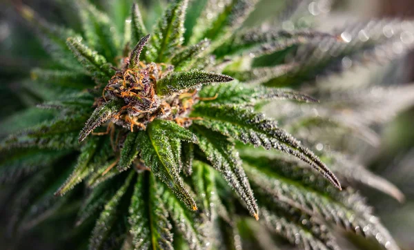 Marihuana Cannabis Plant Close Buiten — Stockfoto