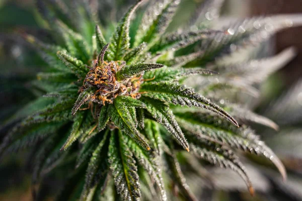 Marijuana Cannabis Bud Plant Close — Stock Photo, Image