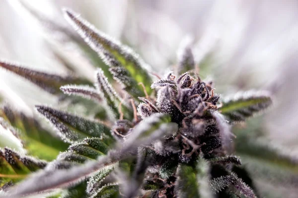Lilla Marihuanabelastning Vakker Cannabisplante – stockfoto