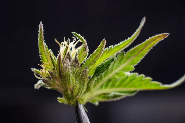 close up of marijuana plant in lab holding tweezers