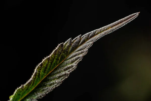 Macro Hoja Cannabis Sobre Fondo Negro Tricomas Cerca —  Fotos de Stock