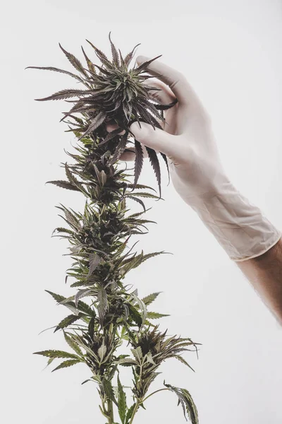 Test Della Marijuana Laboratorio Mano Guantata Uno Scienziato Una Bellissima — Foto Stock