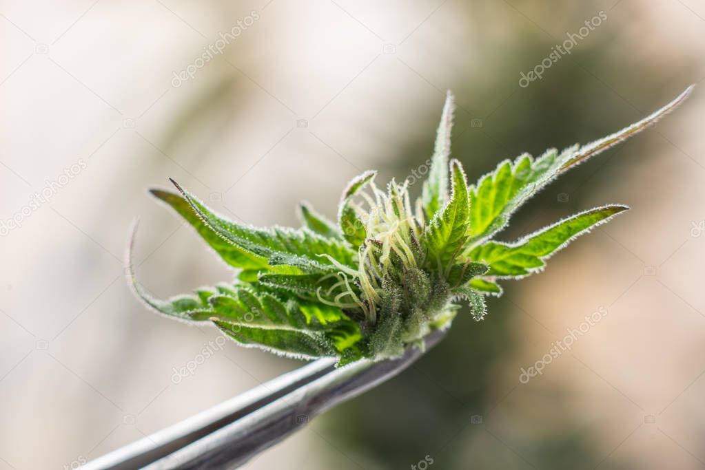 close up of medical marijuana plant in lab laboratory holding tweezers cannabis bud