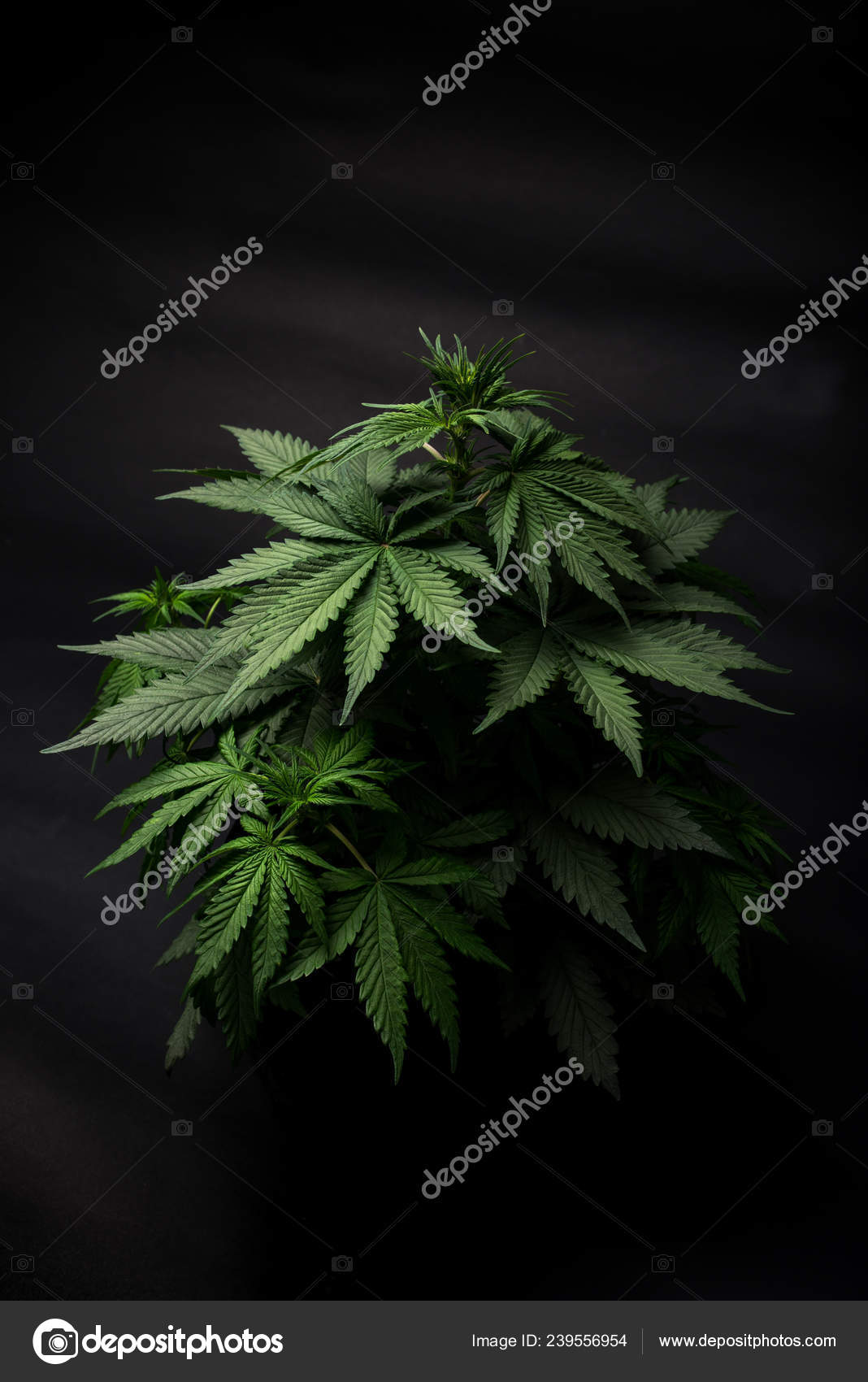 Arbusto Marihuana Sobre Fondo Negro Una Hermosa Vista Planta Una — Foto de  stock #239556954 © Yarygin, image size:1068x1700
