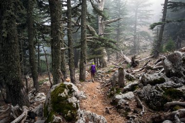 dağlarda ormanda bir sırt çantası ile yürüyüş