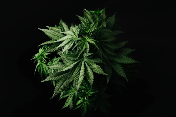 Krzew Marihuany Czarnym Tle Widok Góry — Zdjęcie stockowe
