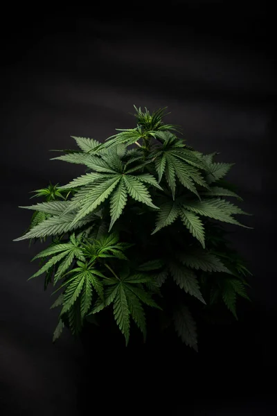 Buisson Marijuana Sur Fond Noir Belle Vue Sur Plante Dans — Photo