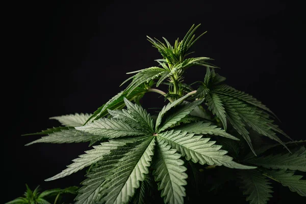 Cannabisplantan Och Brett Blad Svart Bakgrund — Stockfoto