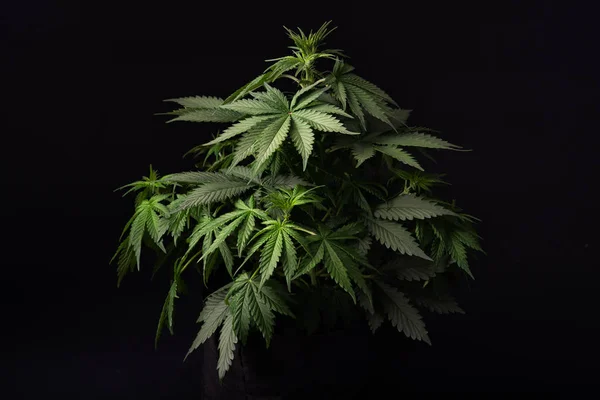 Kannabiskasvi Kasvaa Ruukkupannussa Huoneessa Tai Kaapissa — kuvapankkivalokuva