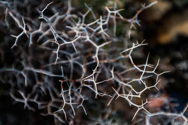 Natuurlijke Detail Natuur Bush Thorn — Stockfoto