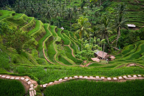 Pirinç Alanları Bali Tegallalang Pirinç Tarlaları Merkezi Bali — Stok fotoğraf