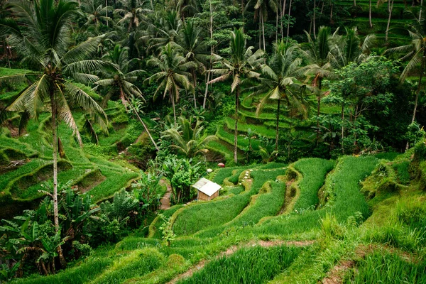 Iyi Bali Pirinç Terasları Tüm Hafıza Kartları Ile Çarpıcı Enstantane — Stok fotoğraf