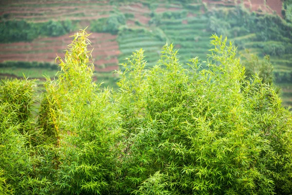 Bamboo Green Leaves Mountains Japan — Stock Photo, Image