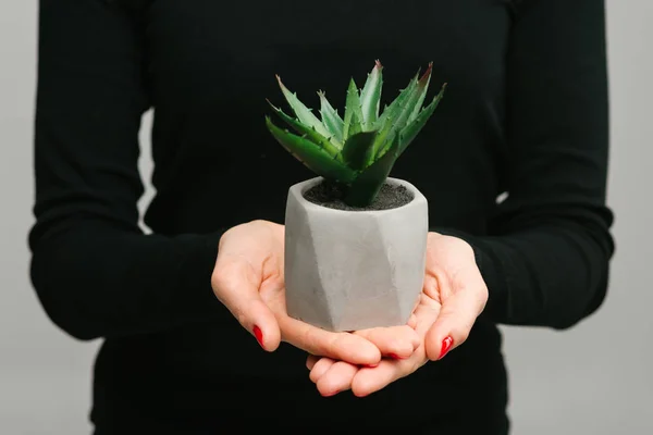 Concrete Pot Succulent Hands Women Design Decoration — Stock Photo, Image