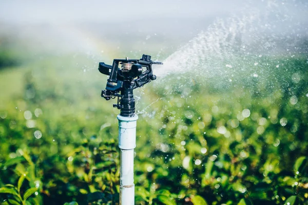 Irrigatie sprinkler — Stockfoto