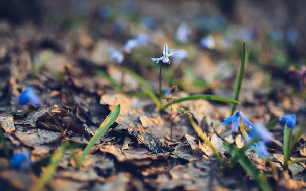 最初の春の森の花スキュラ — ストック写真