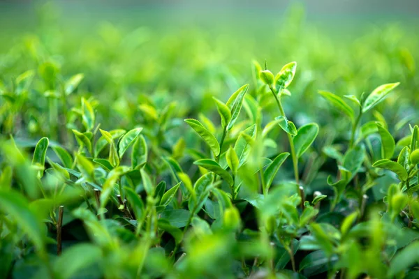 Arbustos de chá verde — Fotografia de Stock