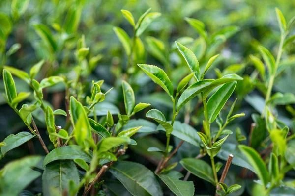 Zelený čaj keře — Stock fotografie