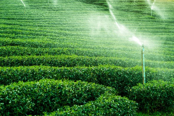 Irrigation Tea Plantations — Stock Photo, Image