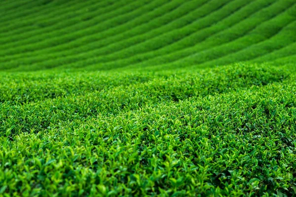 Arbusto de plantação de chá — Fotografia de Stock
