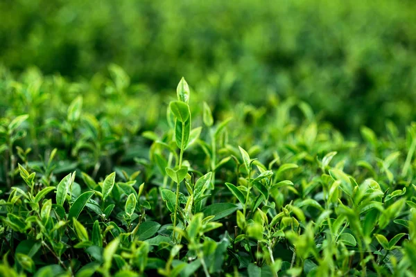 Chá folha verde — Fotografia de Stock