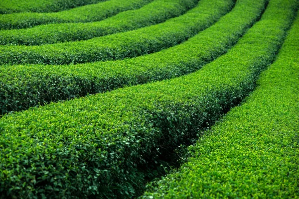 Arbustos de chá verde — Fotografia de Stock