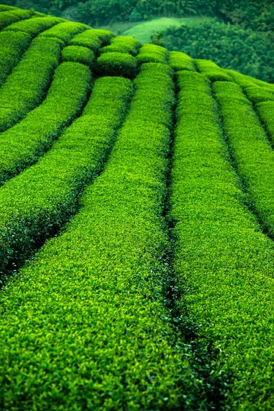 緑の茶畑 — ストック写真