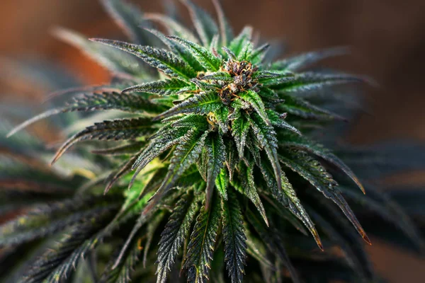 大麻植物-植物 — ストック写真