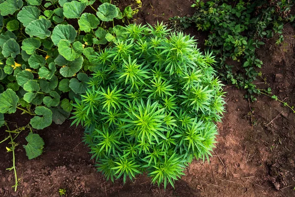 Cannabis marijuana bush on top — Stock Photo, Image