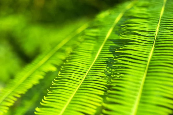 Pianta macro verde felce natura sfondo — Foto Stock