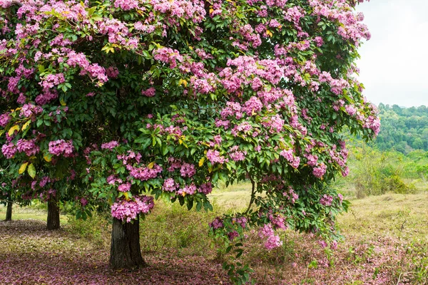 Árbol floreciente — Foto de Stock