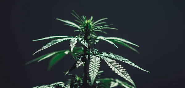 Achtergrond marihuana plant cannabisteelt — Stockfoto