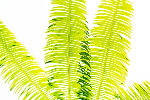 Fern leaves green background with summer day — Stock Photo, Image