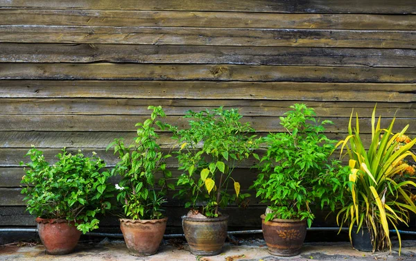 Dinding kayu kuno dan tanaman dalam pot — Stok Foto