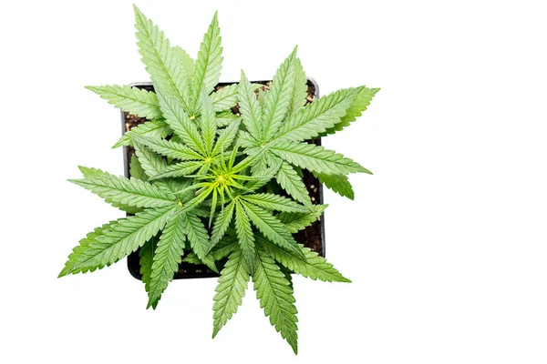 Maconha vaso planta, cannabis crescer — Fotografia de Stock