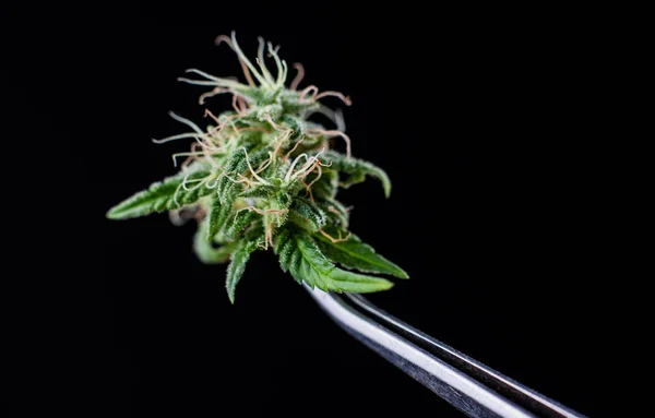 Cannabis medica — Foto Stock