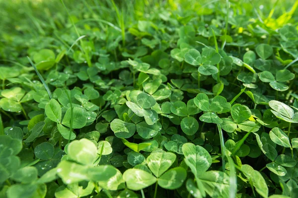 Clover leaves — Stock Photo, Image