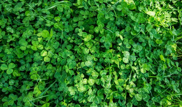 Clover background — Stock Photo, Image