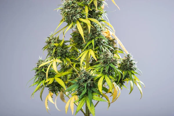 Planta de marihuana — Foto de Stock