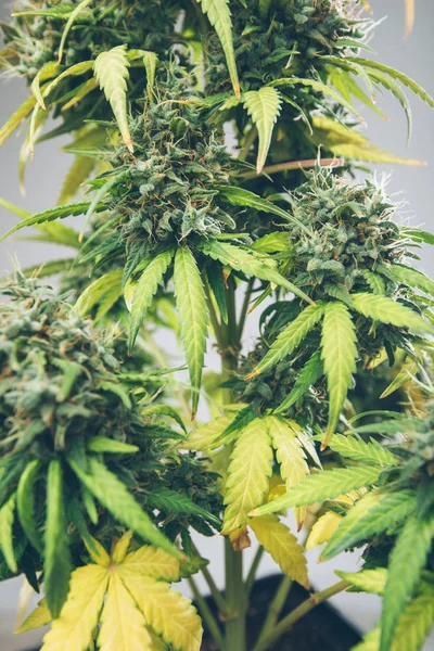 Cannabis bud, marijuana leaf — Stock Photo, Image