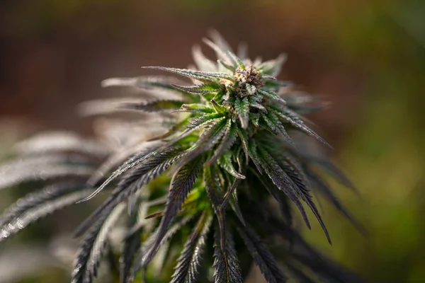 Kannabisz betakarítás ideje marihuána feminizált magok — Stock Fotó