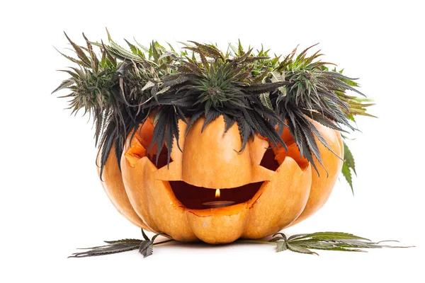 halloween pumpkin jack lamp and hemp, cannabis and marijuana lea