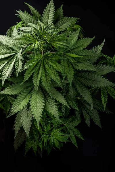Cannabis planta maconha no fundo preto — Fotografia de Stock