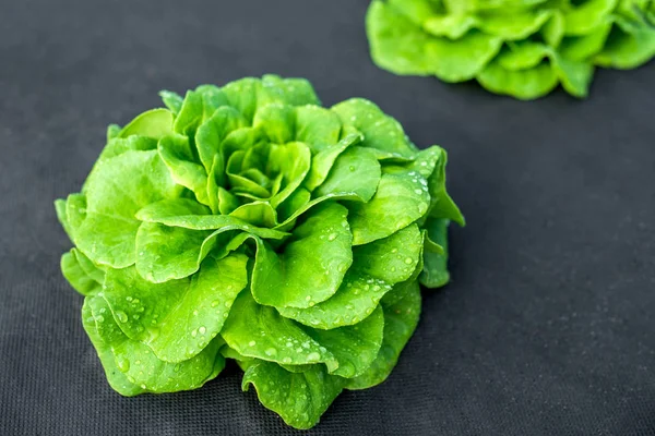 Салат зелений овочевий сад свіжа їжа — стокове фото