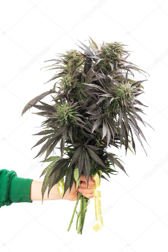 cannabis bouquet in hand, marijuana flowers