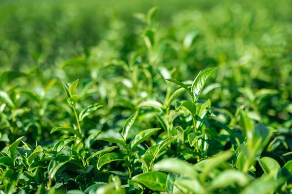 Zielone Liście Herbata Liści — Zdjęcie stockowe